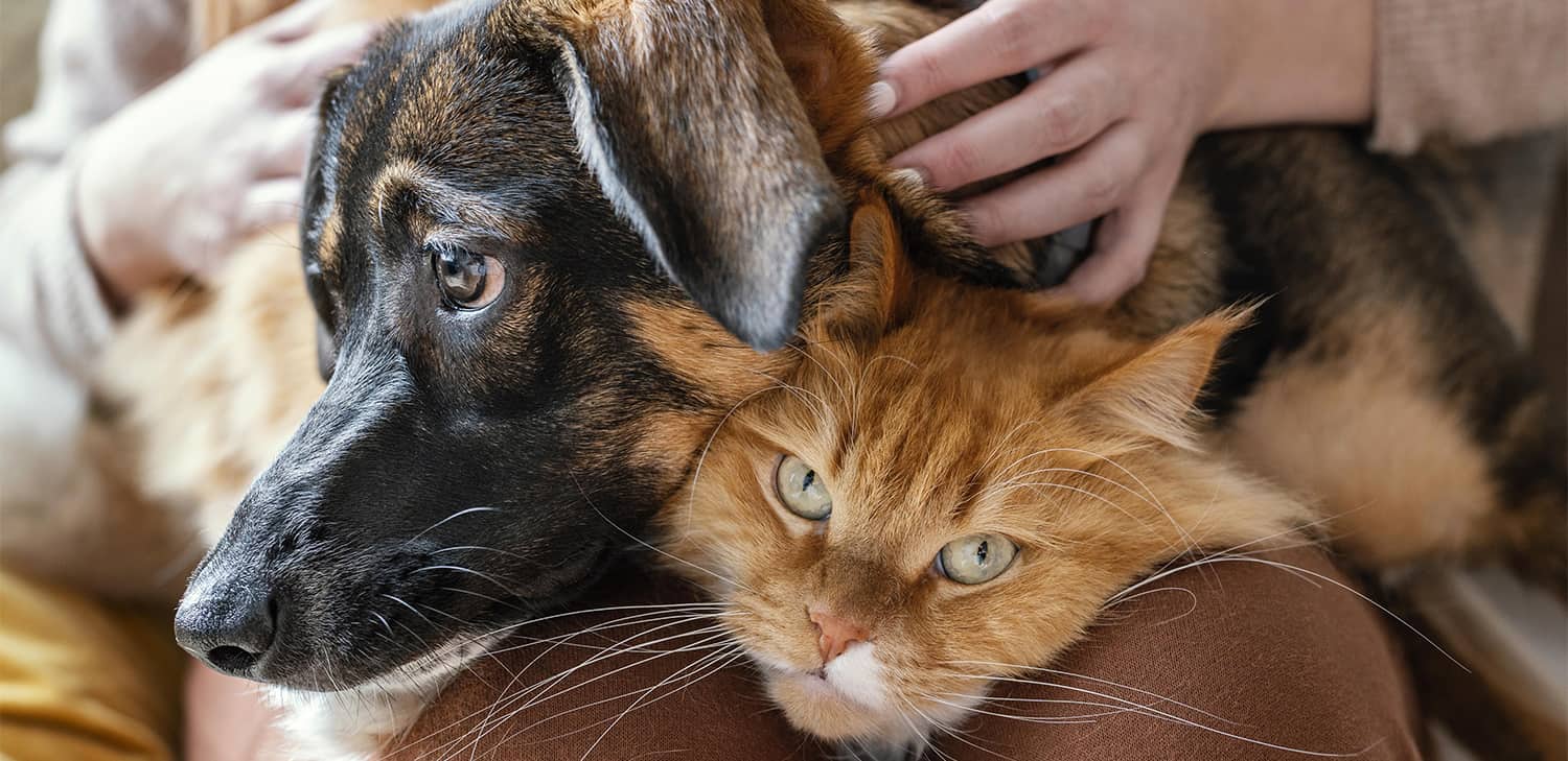 Opt beneficii surprinzătoare pe care le aduce un animal de companie în viața ta